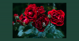Roses | Fox Toyota of El Paso in El Paso, TX